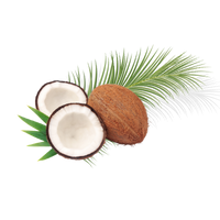 coconut